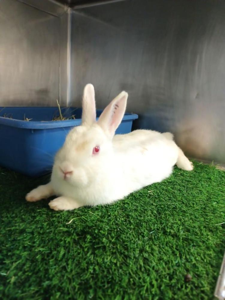 Shelter Stray Female Rabbit last seen Near BLK CHESTNUT AVE, LONG BEACH, CA 90806, Long Beach, CA 90815