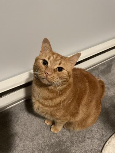 Lost Male Cat last seen Near ave & 190 st, Pitt Meadows, BC V3Y 2M7