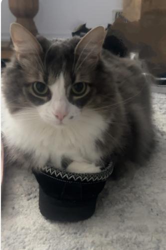Lost Male Cat last seen Old Church Road and The Gore Road, Caledon East, ON L7E 0N6