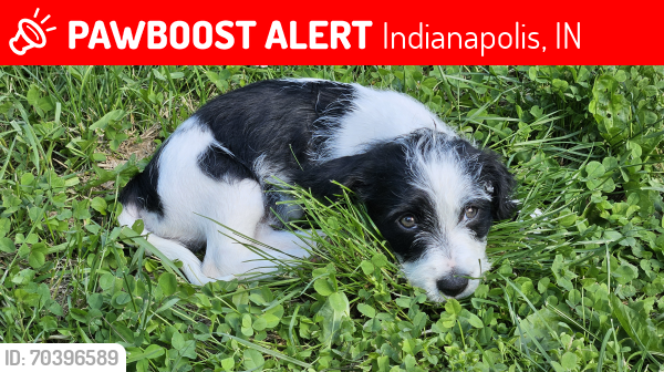Lost Male Dog last seen Southport Rd/Shelbyville Rd near Southeast Baptist Tabernacle, Indianapolis, IN 46237