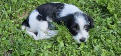 Lost Male Dog last seen Southport Rd/Shelbyville Rd near Southeast Baptist Tabernacle, Indianapolis, IN 46237