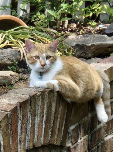 Lost Male Cat last seen Wolfrum Rd and Independence Rd, Weldon Spring, MO 63304