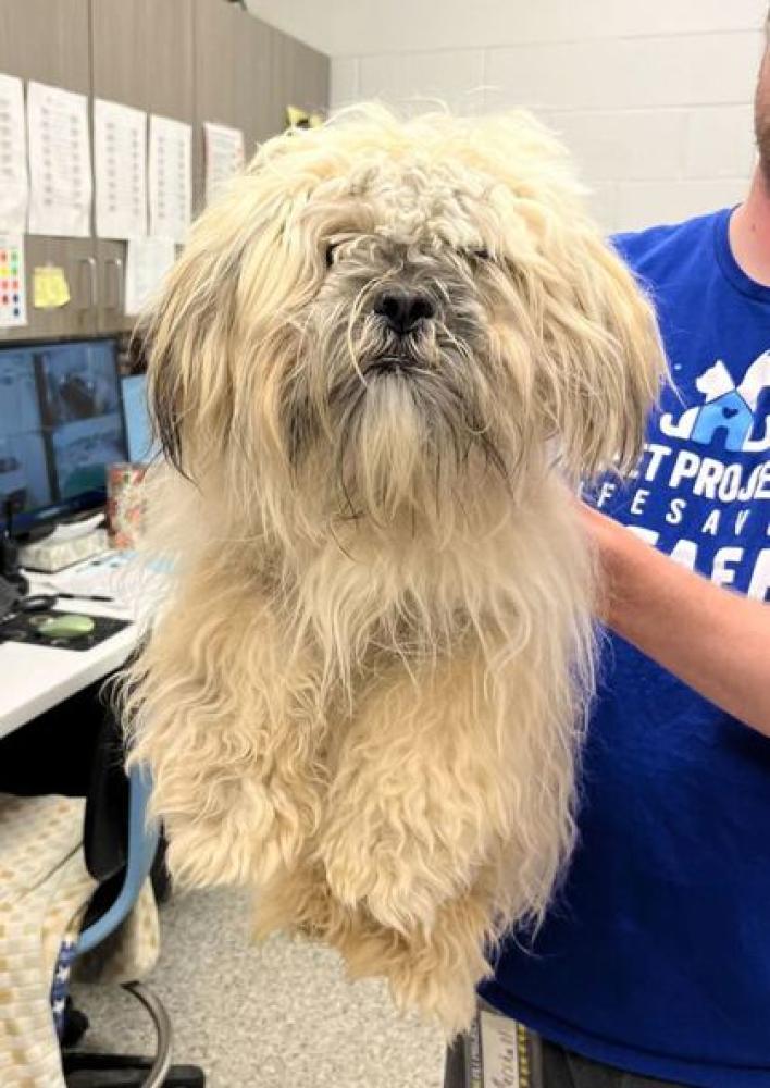 Shelter Stray Male Dog last seen Swope Park, 64152, MO, Kansas City, MO 64132