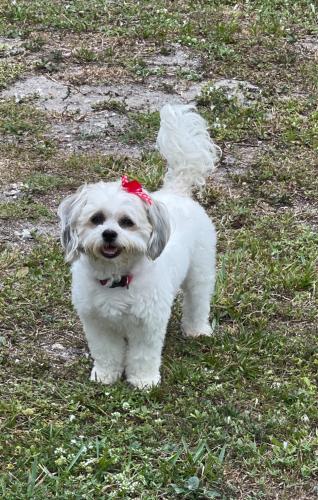 Lost Female Dog last seen Near Avenue NE 149 Street , Miami-Dade County, FL 33161