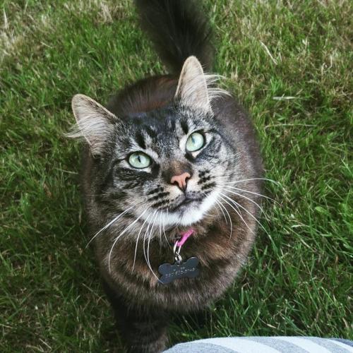 Lost Male Cat last seen On Sunnyview, across from Ichabod, Salem, OR 97305