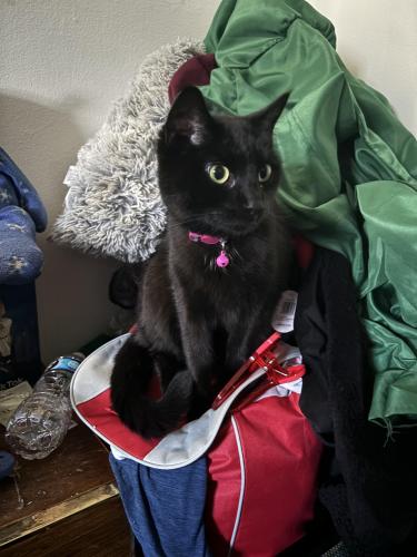 Lost Female Cat last seen Route 9 and farm lane., Hyde Park, NY 12538