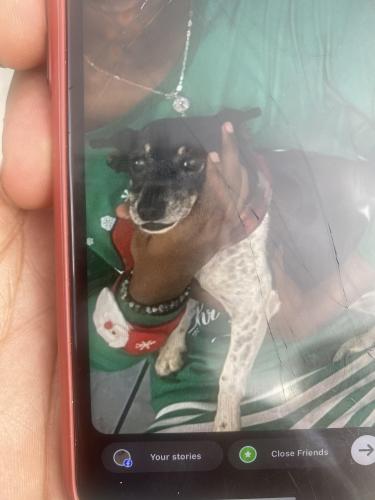 Lost Female Dog last seen West 12ave Hialeah , Hialeah, FL 33012
