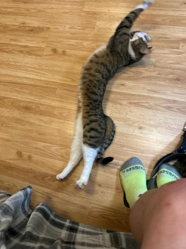 Lost Male Cat last seen Dawn and Rice, Shoreview, MN 55126