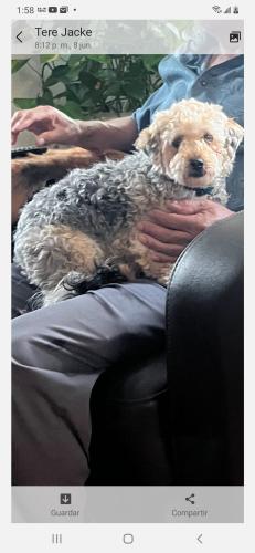 Lost Female Dog last seen Blue Ridge Blvd missouri, Independence, MO 64052
