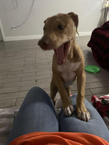 Lost Male Dog last seen Near Rome and Wood ST. , Tampa, FL 33604