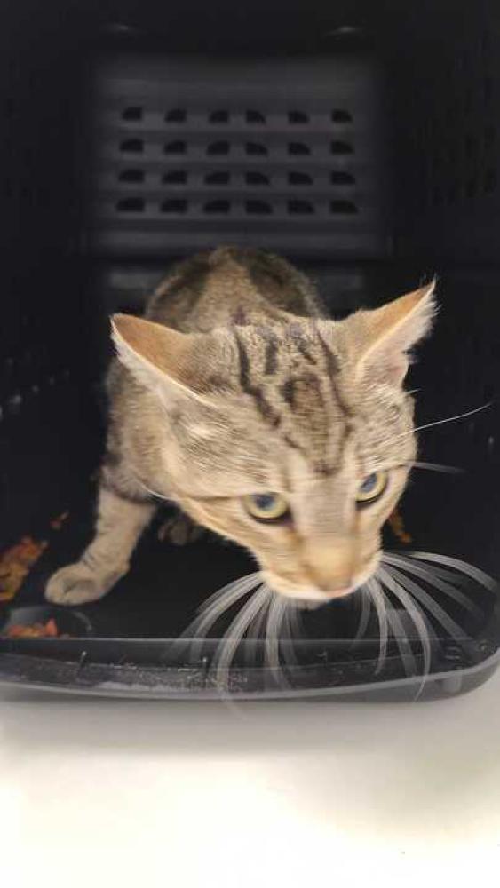 Shelter Stray Male Cat last seen Near n denver ave, 64123, MO, Kansas City, MO 64132