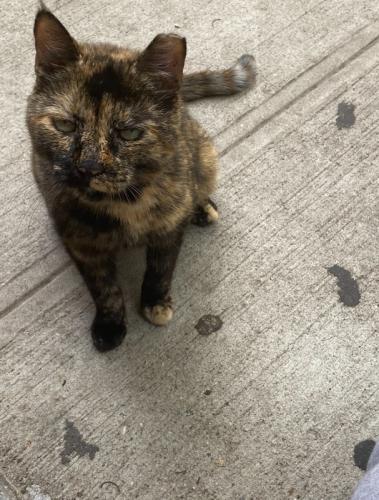 Lost Female Cat last seen Westchester Square, The Bronx, NY 10461
