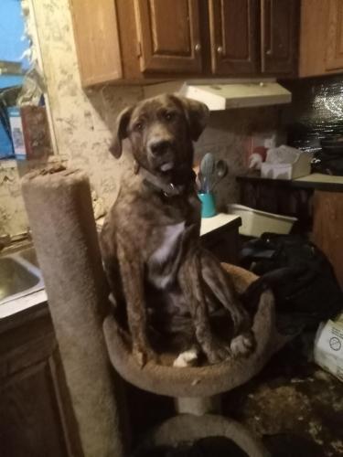 Lost Male Dog last seen Near  and hwy 6, Josephine, TX 75173
