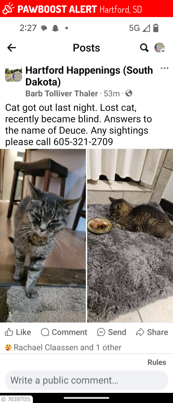 Lost Female Cat last seen Hartford Methodist Church, Hartford, SD 57033