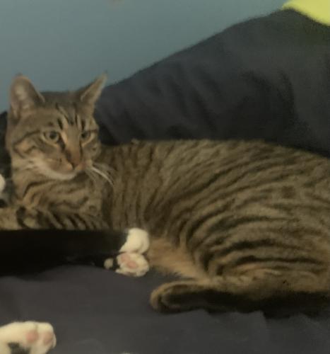 Lost Male Cat last seen Sleepy Hollow Dr and West Saddle River Rd, Ho-Ho-Kus, NJ 07423