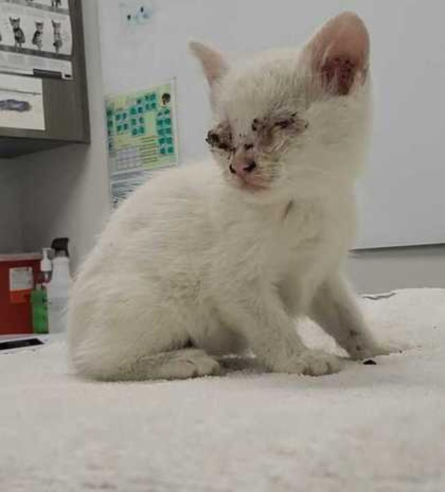 Shelter Stray Female Cat last seen topping Ave. E 16th St., 64126, MO, Kansas City, MO 64132
