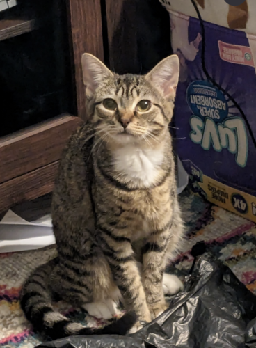 Lost Female Cat last seen Hearthside Cir and Countryside Dr, League City, TX 77573