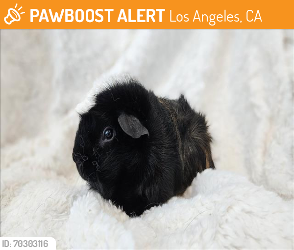 Shelter Stray Female Other last seen , Los Angeles, CA 90031