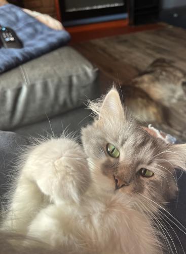 Lost Female Cat last seen Near east Beaumont rd, Columbus, OH 43214