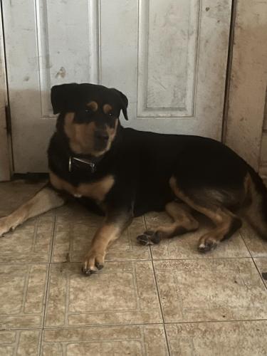 Lost Male Dog last seen melwood/Vincent Street , Houston, TX 77009