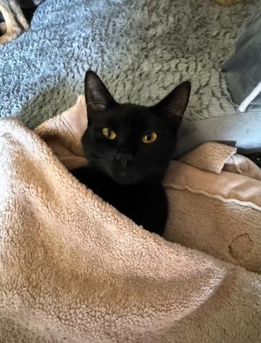 Lost Female Cat last seen 30th Ave S and S 219th St, Des Moines, WA 98198