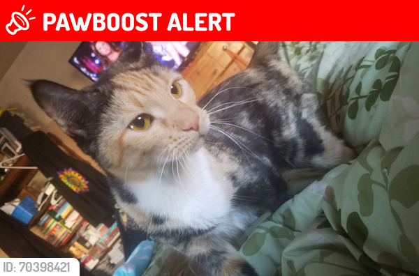 Lost Female Cat last seen Chelton and Handcock Expressway , Colorado Springs, CO 80916