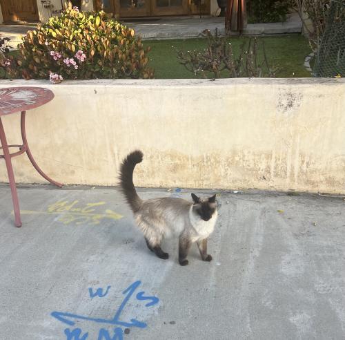 Lost Female Cat last seen 8th Place and Crest Drive, Manhattan Beach, CA 90266