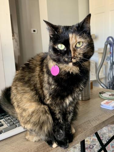 Lost Female Cat last seen Avondale Heights subdivision near Highway K & Fallon Parkway, St. Peters, MO 63376