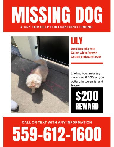 Lost Female Dog last seen Bullard and fresno st, Fresno, CA 93710