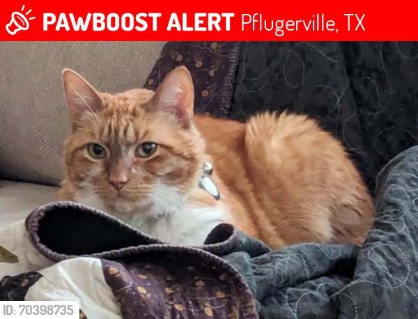 Lost Male Cat last seen Newgrange Dr. near Springbrook Glen, Pflugerville, TX 78660