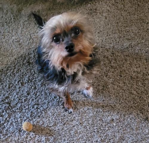 Lost Female Dog last seen Oak Springs apmts, San Antonio, TX 78217