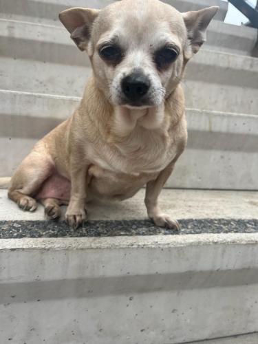 Lost Female Dog last seen Hooper / 48th St , Los Angeles, CA 90011