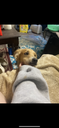 Lost Male Dog last seen hayes street, Smithville, TN 37166
