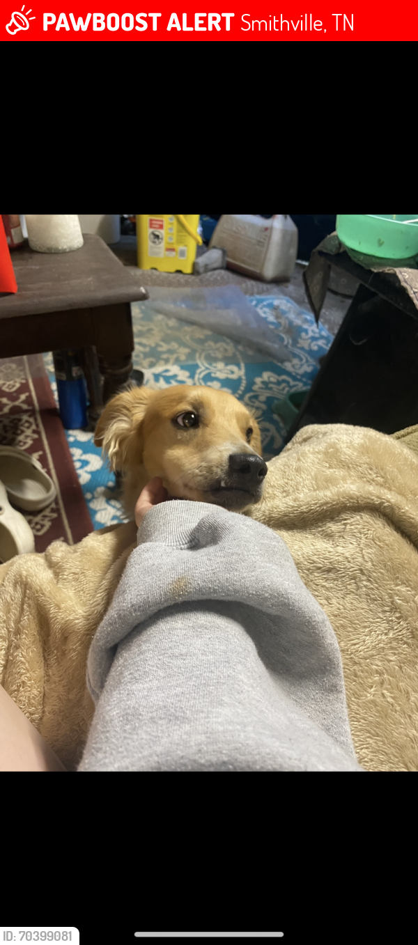 Lost Male Dog last seen hayes street, Smithville, TN 37166