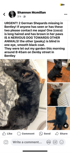Lost Female Dog last seen Askern road , Bentley, England DN5