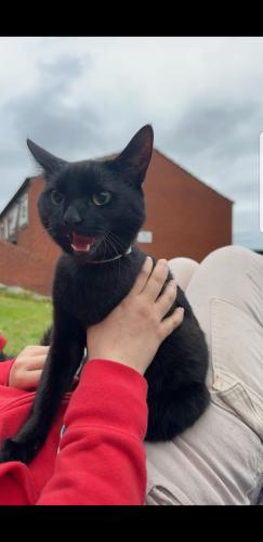 Lost Male Cat last seen Near baby park next to hyde park surgery, Woodhouse, England LS6 1SE
