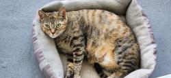 Lost Female Cat last seen Near st 14 av nw, Miami, FL 33147