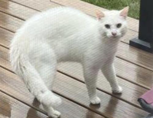 Lost Male Cat last seen Lima and Copper Mine Passage by Dairy Queen, Huntertown, IN 46748