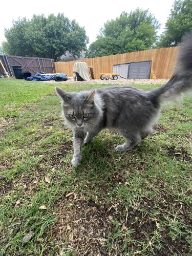 Lost Female Cat last seen Near Crosswicks Ct., Fort Worth, TX 76137