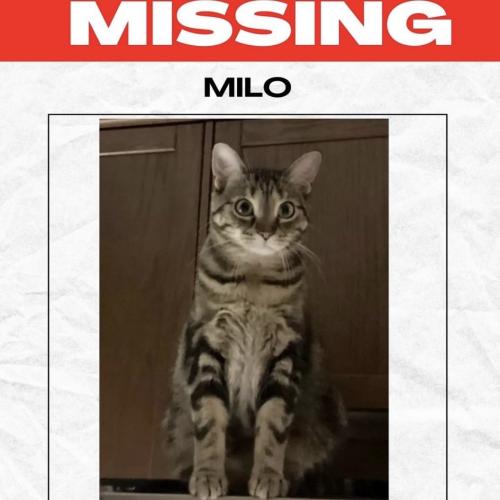 Lost Male Cat last seen Miller st & Costigan road, Milton, ON L9T 0Y9
