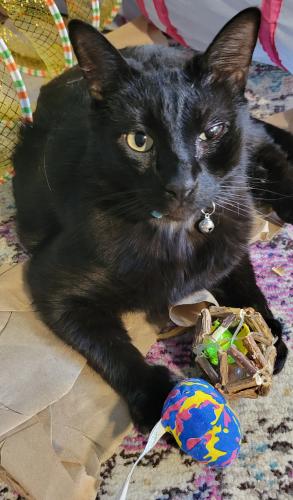 Lost Male Cat last seen Springfield and Mayland, Henrico County, VA 23060