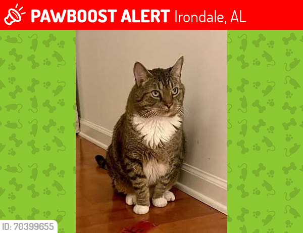 Lost Male Cat last seen Abigale Lane in Holiday Gardens neighborhood, Irondale, AL 35210