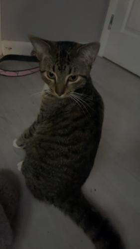 Lost Male Cat last seen courtney pkwy, Merritt Island, FL 32952