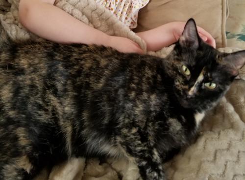 Lost Female Cat last seen Misty Glen and Canterbury pl, Sioux Falls, SD 57106