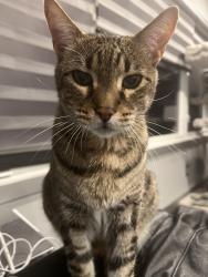 Lost Male Cat last seen Between Bow Trail and 17 ave, Sarcee Trail and 45st, Calgary, AB T3C 2R3