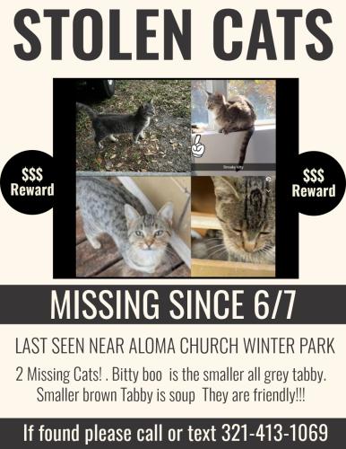 Lost Female Cat last seen Almost Church winter park , Winter Park, FL 32792