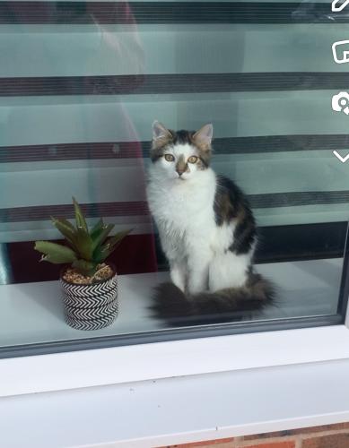 Lost Male Cat last seen broom road, Yew Tree, West Bromwich, England WS5 4LB