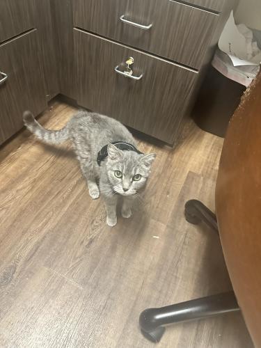 Lost Female Cat last seen Ne 41st and bay view Dr, Fort Lauderdale, FL 33308