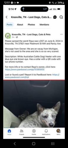Lost Female Dog last seen Piedmont st nw & pansy, Knoxville, TN 37902