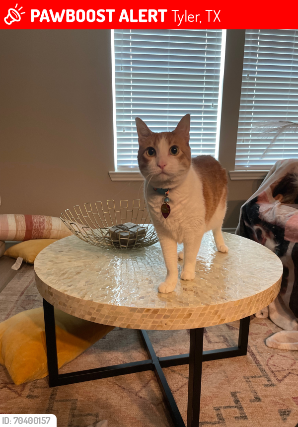 Lost Male Cat last seen 7-11 and chevron gas station on Loop 323, Tyler, TX 75704